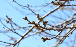新倉山浅間公園桜の蕾