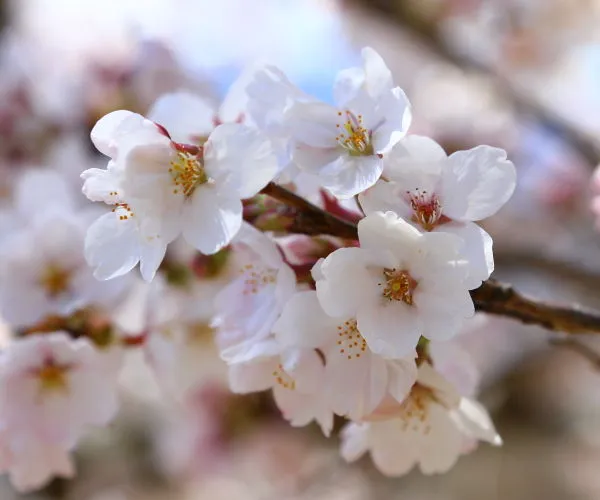最新桜の開花状況