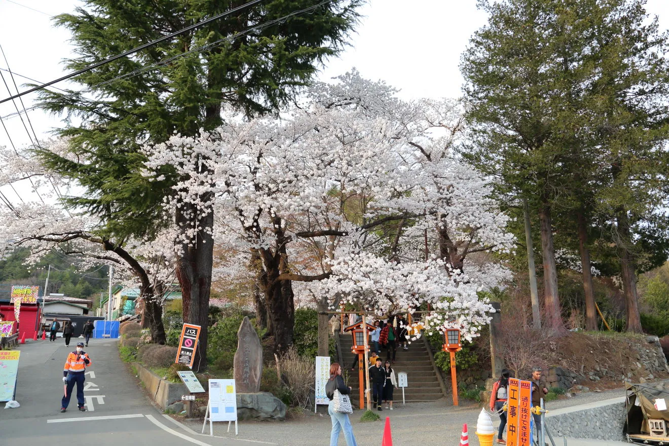 新倉富士浅間神社参道入口の桜
